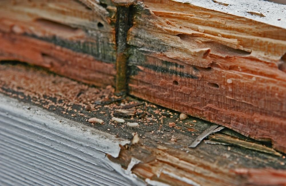 An image of termine damaged wood. 