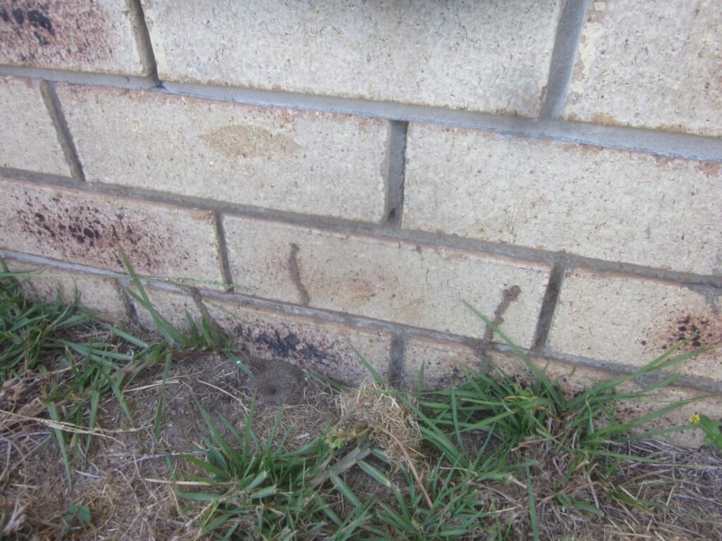 Brisbane termite mud tubes on a house wall.