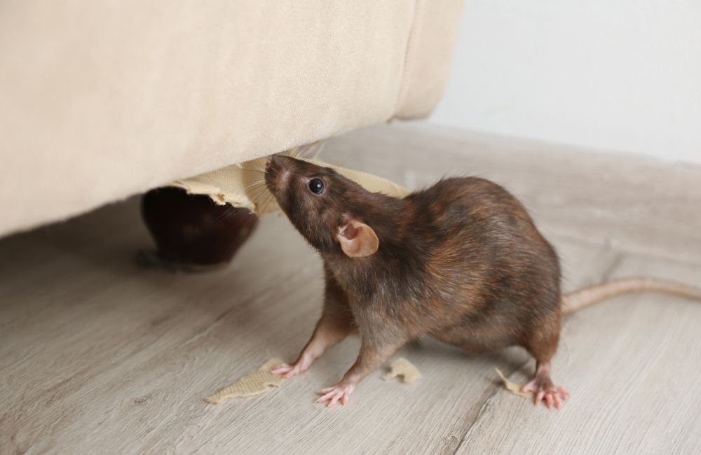 An image of a rodent within a home.