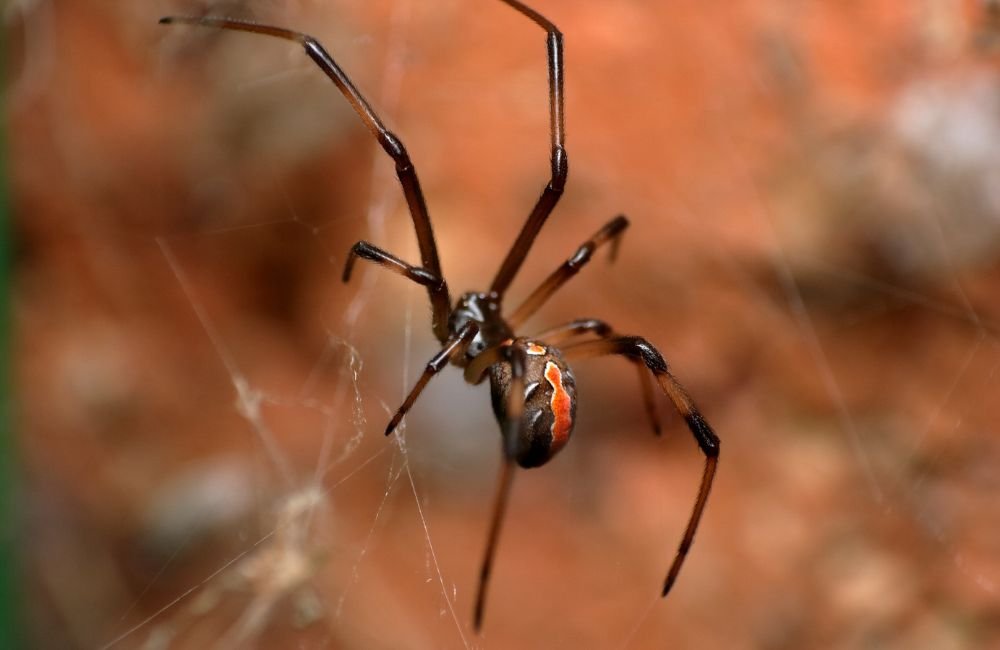 An image of a redback spider.