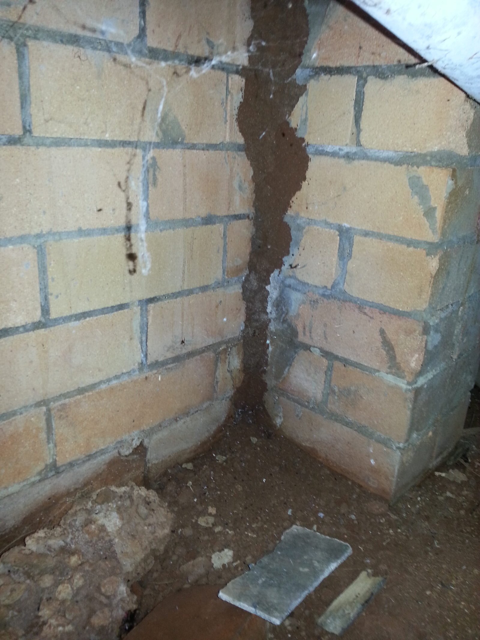 A sub-floor termite infestation
