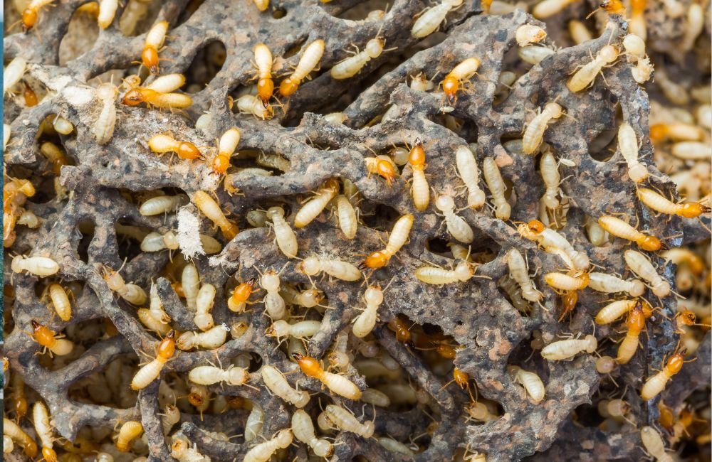 An image of termites.