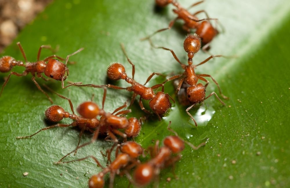 An image of ants.